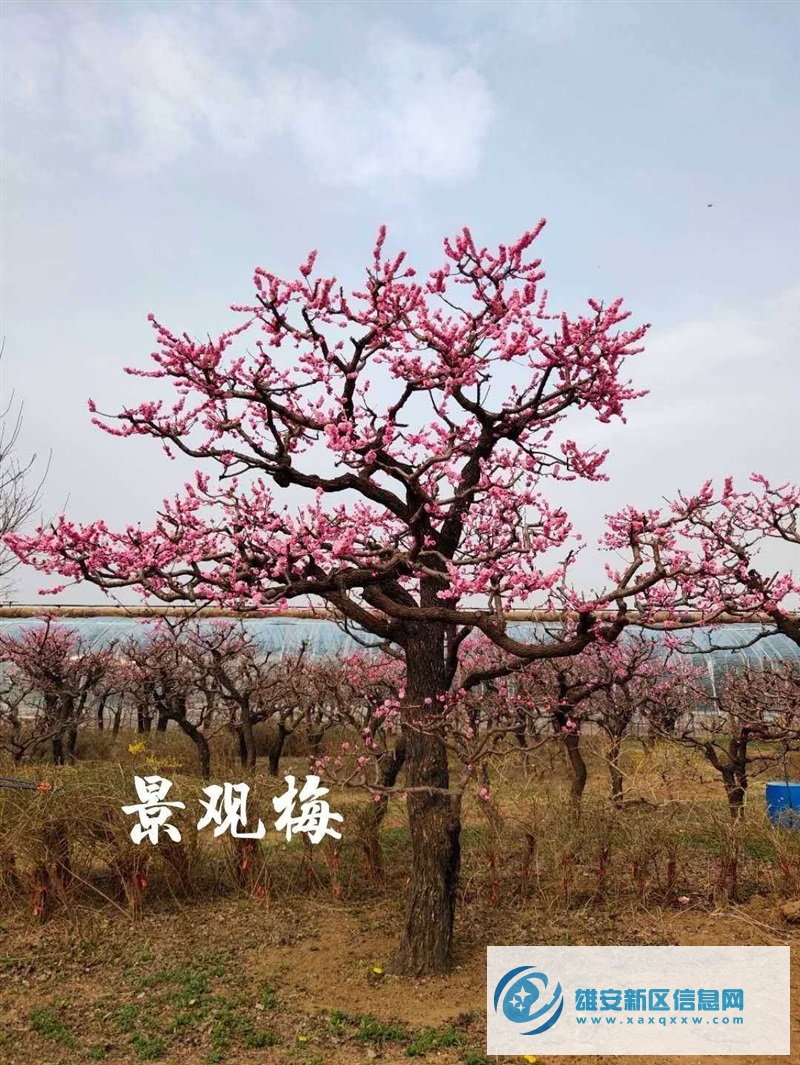 红梅精品景观造型树