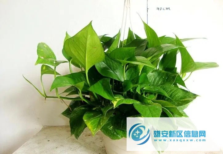 北京花卉销售公司